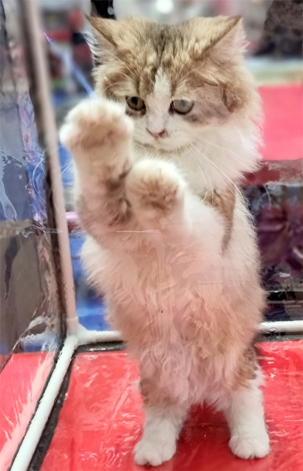ʱ- ٷվ
